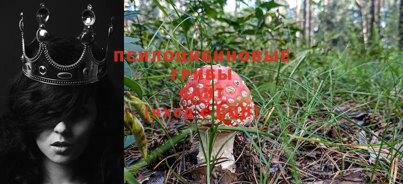 OMG рабочий сайт  Новая Ладога  Псилоцибиновые грибы MAGIC MUSHROOMS  как найти наркотики 